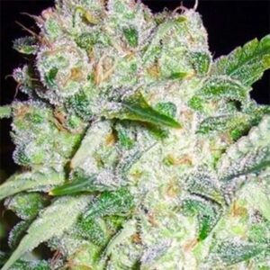 AK- 49
